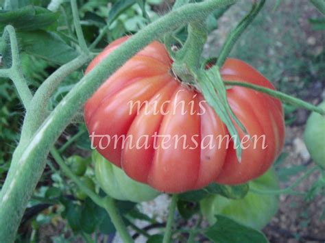 Tomate Watermelon Beefsteak Riesenfrucht Super Aroma