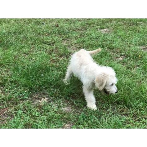 There are four males and one females available april 23, 2020!! 4 months old European English Cream Goldendoodle Puppy in ...