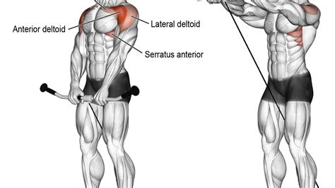The shoulder muscles consist of the deltoids and the rotator cuff group. Cable front raise exercise | Workout | Pinterest ...