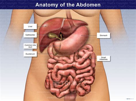 anatomy of a female abdomen trialexhibits inc