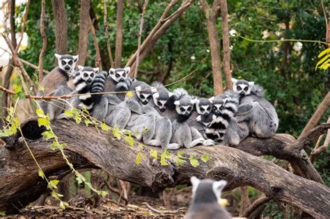 What Are The Predators Of Ring Tailed Lemurs Worldwide Nature