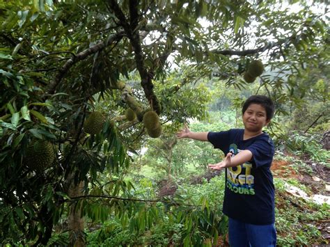 Fruit shape is oval to ellipsoid and has a light green husk. Yunus Badawi: Durian Musang King Karak