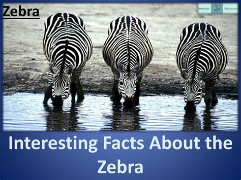 Ppt Interesting Facts About The Zebra Powerpoint Presentation Free