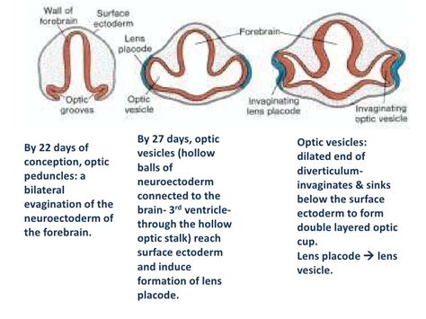 Embryology Of The Eye