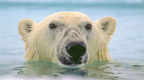 Diving With Polar Bears A Photographer S Quest To Get The Perfect Shot