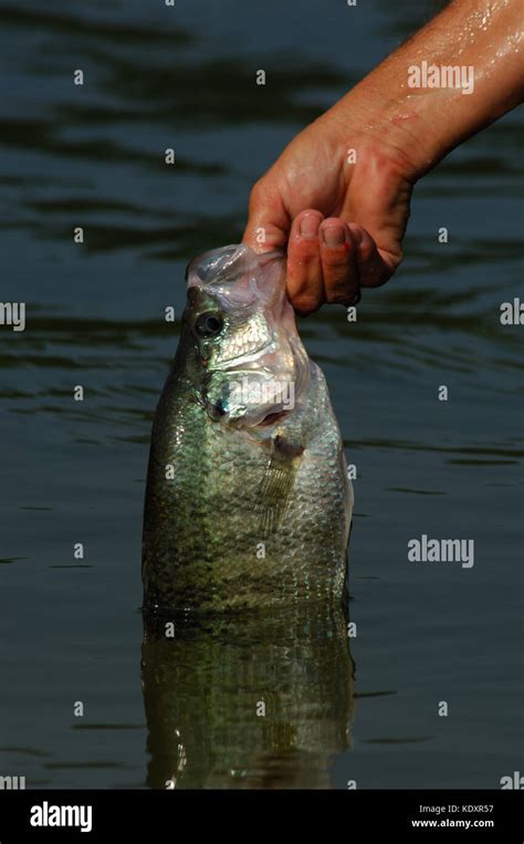 An Angler Holds A Crappie Fish Caught On Lake Sam Rayburn Near Jasper
