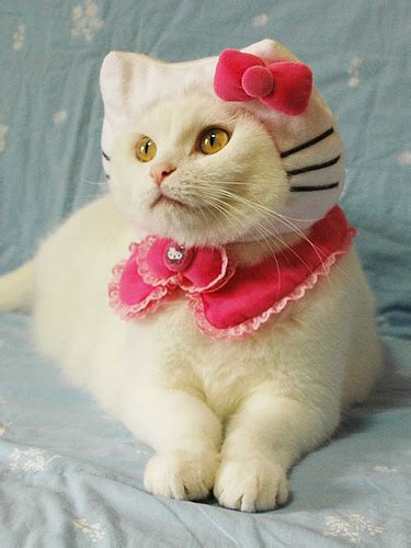 Funny Cat Costume Make2fun