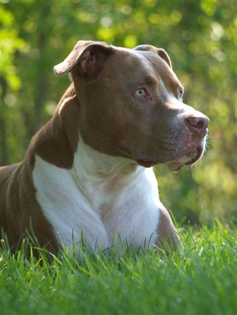 The 25 Best Pitbull Terrier Ideas On Pinterest American