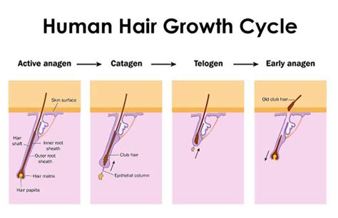 Stages Of The Hair Growth Cycle Dermmatch Uk