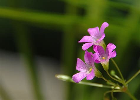 Beautiful Small Flowers Images Many Blue Flowers Beautiful