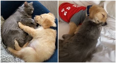 this cat was obsessed with watching golden retriever videos and now she has one as her bff