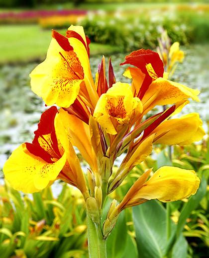 Find images of canna lily. Know All about the Varieties of Canna Lily - Gardenerdy