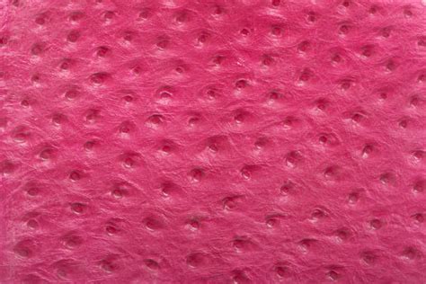 Ostrich Skin Texture Stock Photos Pictures And Royalty Free Images Istock