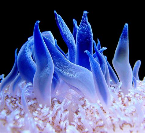 Free Images Ocean Plant Flower Petal Blue Sea Animal Coral Reef