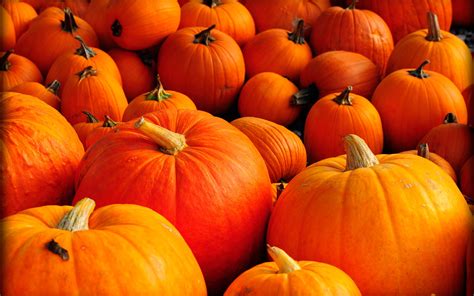 43 Fall Wallpaper Backgrounds With Pumpkins Wallpapersafari