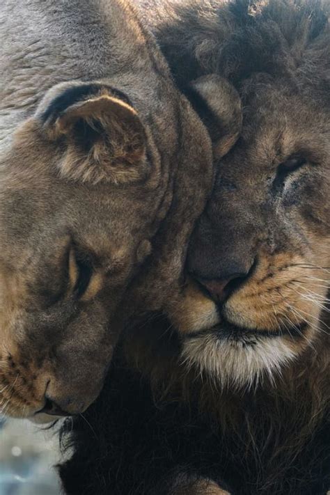 Lion And Lioness Love Wallpaper