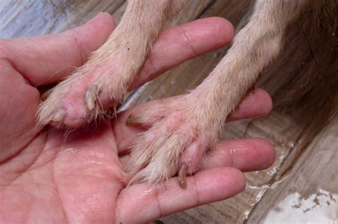 Can Dogs Cause Contact Dermatitis