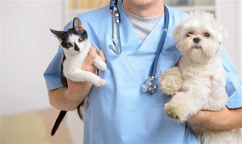 Veterinarian Wallpapers High Quality Download Free