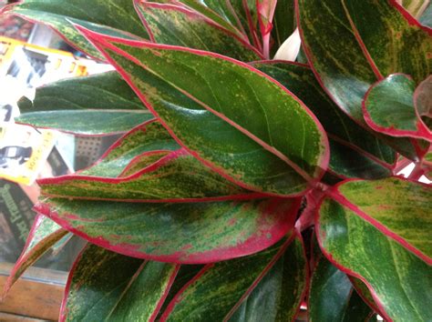 Houseplant With Red And Green Leaves Property And Real Estate For Rent