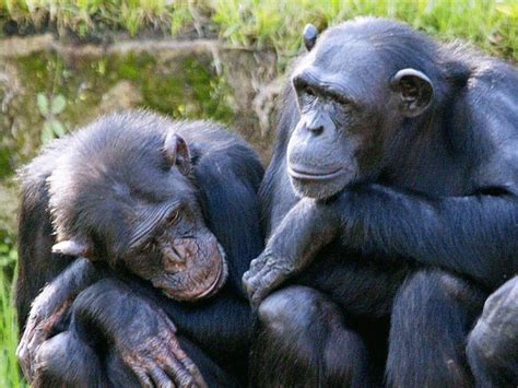 Chimpanzees Bond In Way Previously Thought Unique Only To Humans