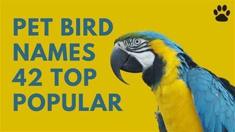 🦜 Pet Bird Names 42 Top Popular And Best Names Pet Bird Names Bird