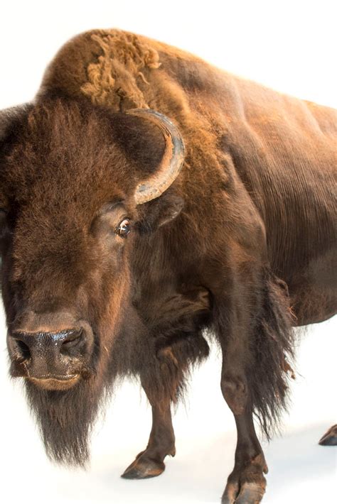 Top 196 Bison Animal Weight