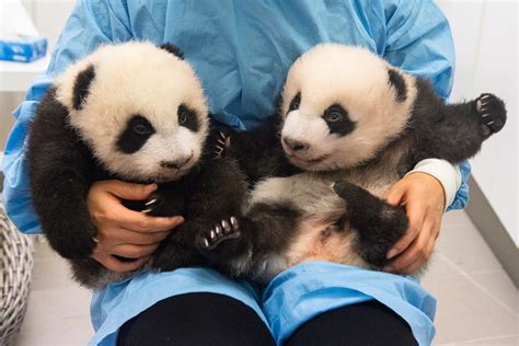 We Meet Pairi Daizas Twin Baby Pandas Ahead Of Their Unveiling Next