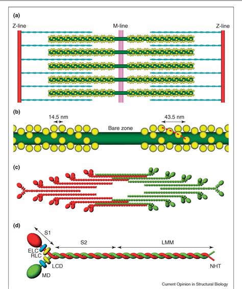 Pdf Structure And Function Of Myosin Filaments Semantic Scholar