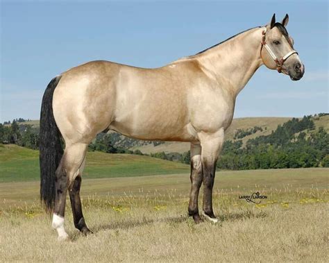 $1,800 buckskin paint quarter horse. A Smooth Guy. Fee $1500. Frenchmans Guy x Docs Movida by ...
