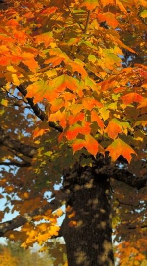 Leaves Autumn Fall Color Branch Autumn Tree Free Image Peakpx