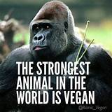Cool Vegan Quotes Images
