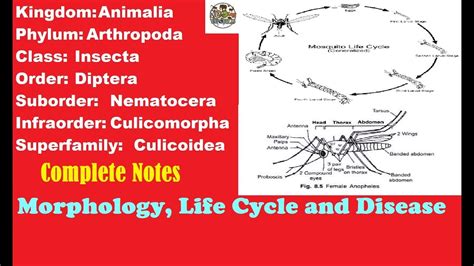 Mosquito Morphology Structure And Life Cycle With Completes