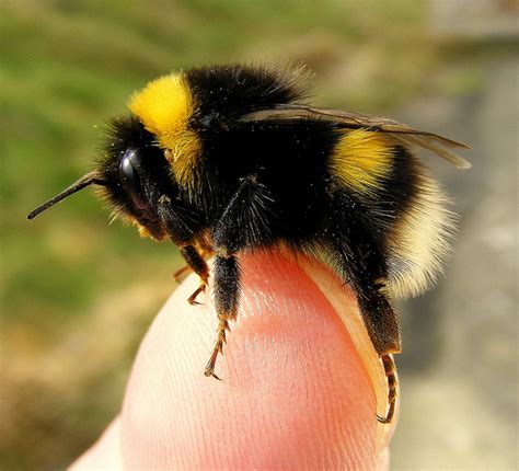 Bumblebees are a genuinely responsible, healthy pollination process. Bumble Bee Nests | Bee Friendly
