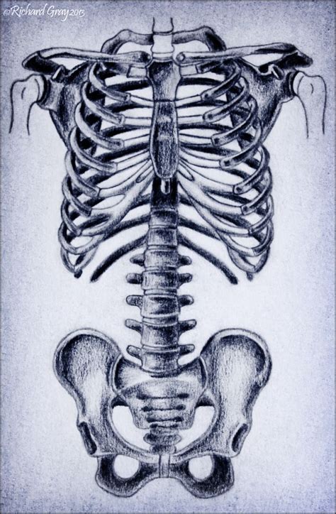 The Human Ribcage Spine And Pelvis Human Rib Cage Rib Cage Drawing
