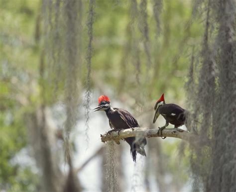 Woodpeckers In North Carolina 8 Species Youll Find Here