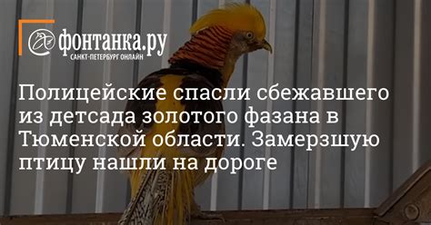 The site owner hides the web page description. Полицейские спасли сбежавшего из детсада золотого фазана в ...