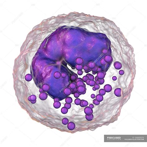 Basophil White Blood Cell Digital Illustration — 3d Wbc Stock