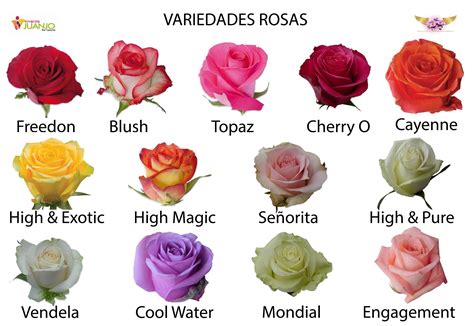 Details 48 Tipos De Rosas Abzlocal Mx