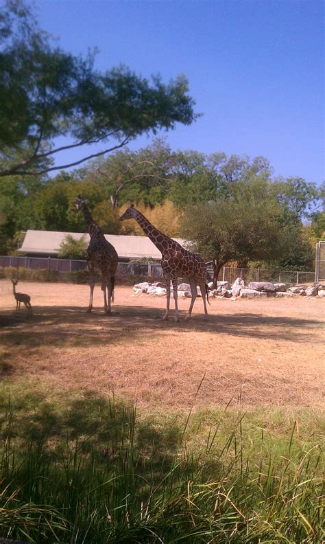Giraffe At Cameron Park Zoo Waco Shelnew19 Flickr