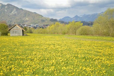 Yellow Flowers Field Beautiful Swiss Landscape Stock Photo Image Of