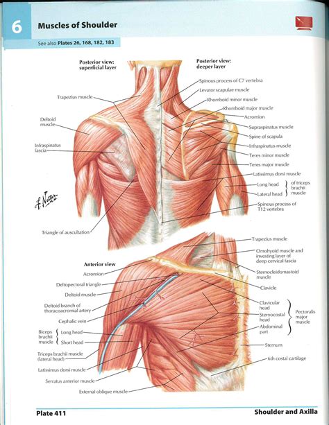 Shoulder Muscles Diagram Human Arm Muscles Diagram Anatomical Models