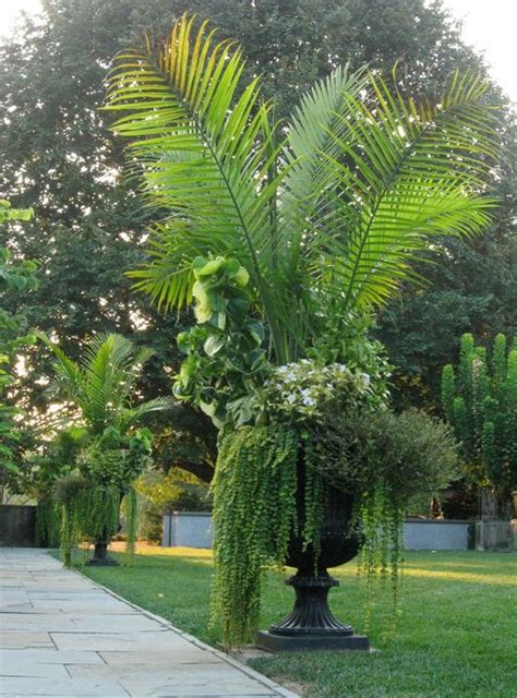 Since i live in florida where the sun's rays are more intense, it's not optimal to keep the palm's leaves in direct incoming sunshine. Best 25+ Majesty palm ideas on Pinterest | Hibiscus tree ...