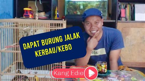 382 likes · 42 talking about this. Asyikkk Dapat Burung jalak kerbau/kebo - YouTube