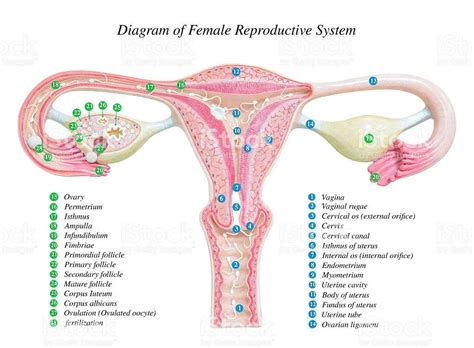 The Essential Guide To Understanding The Female Reproductive System