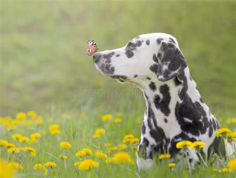Dog With Butterfly On His Nose Stock Photo Image Of White Orange