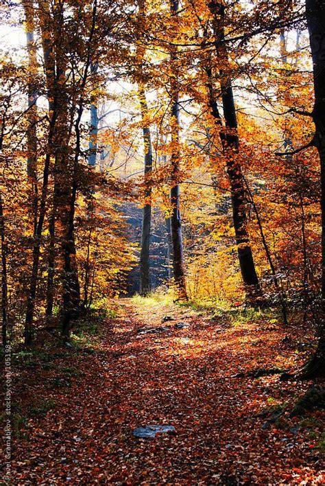 Autumn Forest By Pixel Stories Autumn Landscape Autumn Forest