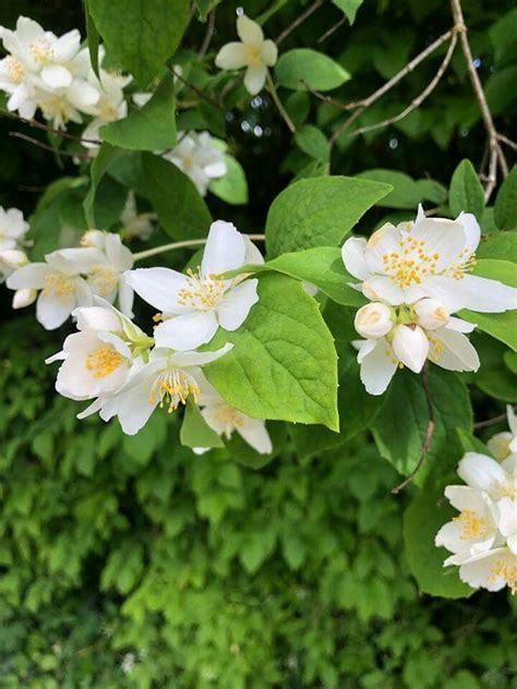 We did not find results for: Mock Orange | Planting flowers, Mock orange, Plants
