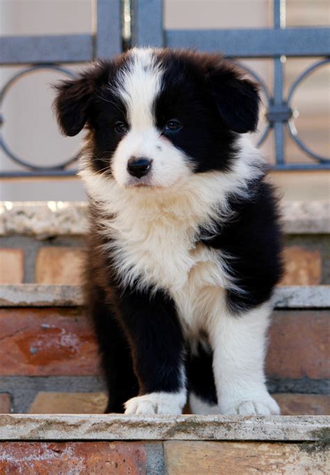 Border Collie Guy Collie Puppies For Sale Cute Puppies Dogs And
