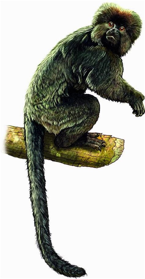 The Dragons Tales Basal Monkeys From Eocene Paleogene Amazonian Peru