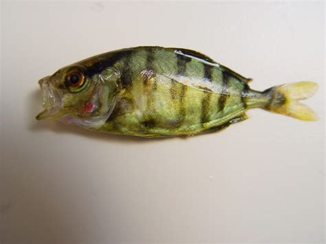Banded Rudderfish Seriola Zonata Display Full Image